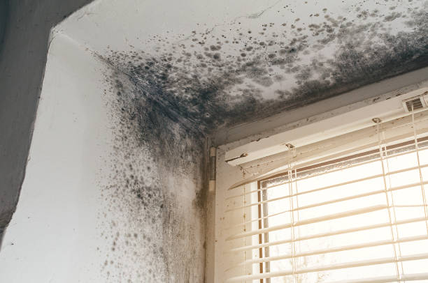 Affordable Crawl Space Mold Removal solutions in Melfa, VA